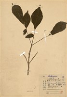 藏品(山埔姜(烏甜樹))的圖片